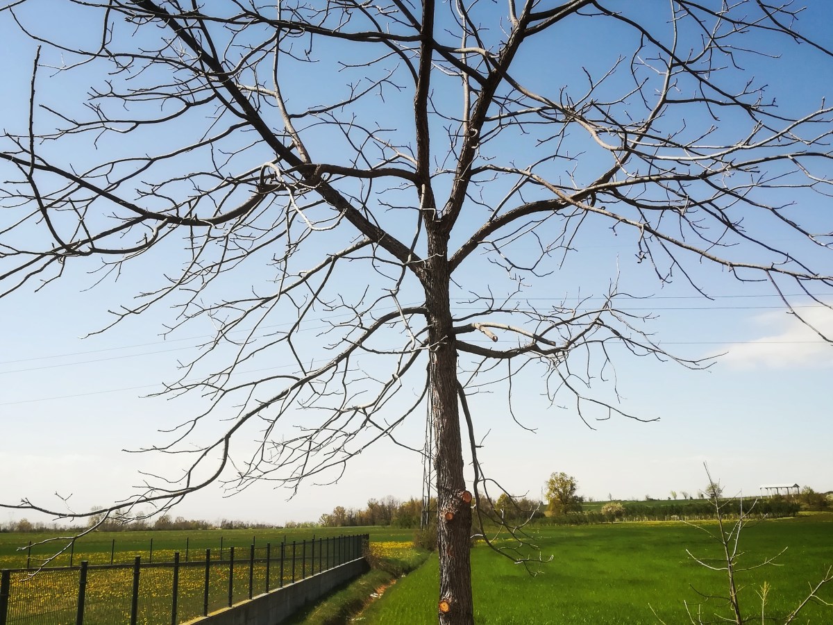 L’ albero del&nbsp;teatro